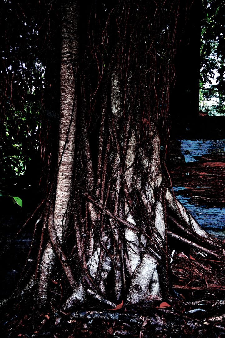 Post edited photo of a tree root system