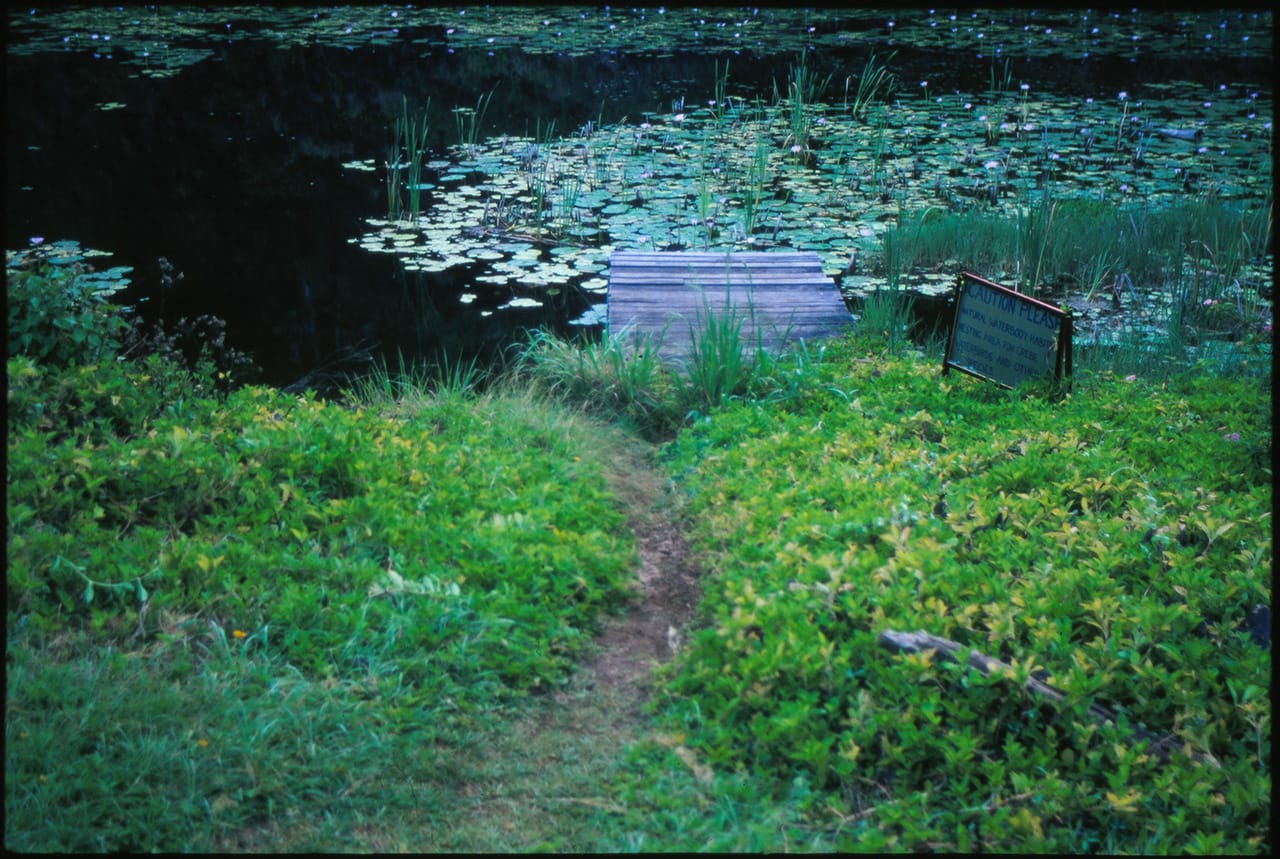 a path leads to a small jetty in the Island Quarry lake - Byron Bay November 2011
