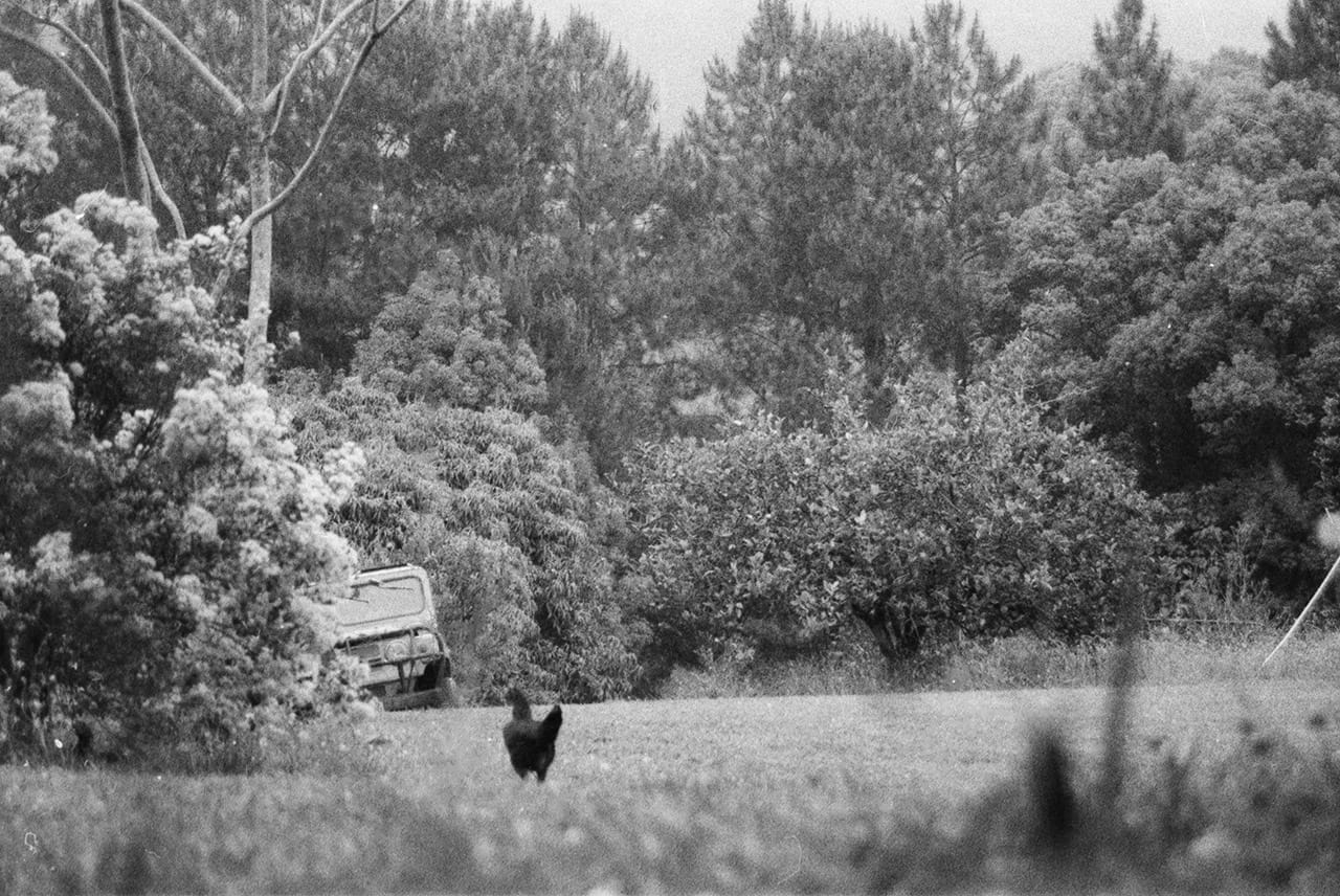 A Chicken at the Hydrofunk Recording Studio Farm 